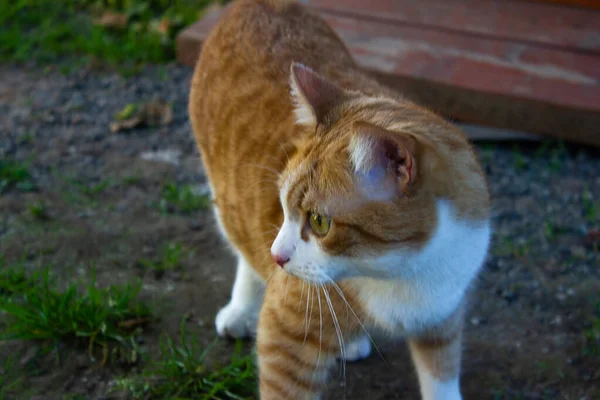 Piękny Rudy Kot Naturze Stojąc Trawie — Zdjęcie stockowe