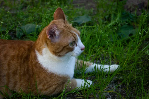 Doğadaki güzel kızıl kedi. Çimlerin üzerinde oturuyor