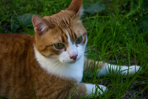 Прекрасная Рыжая Кошка Природе Сидит Траве — стоковое фото