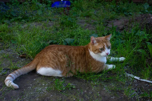 Doğadaki güzel kızıl kedi. Çimlerin üzerinde oturuyor