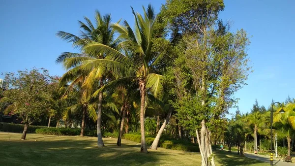 Çin 'de güzel bir park. Çevrede temiz yollar, yeşil palmiyeler ve ağaçlar.
