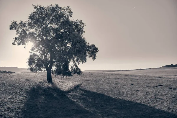 Tree shading in an arid field with the sun behind