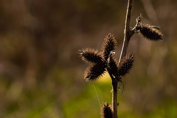 Taze ot. metin için arkaplan, hayvan yemi için kapak sanatı