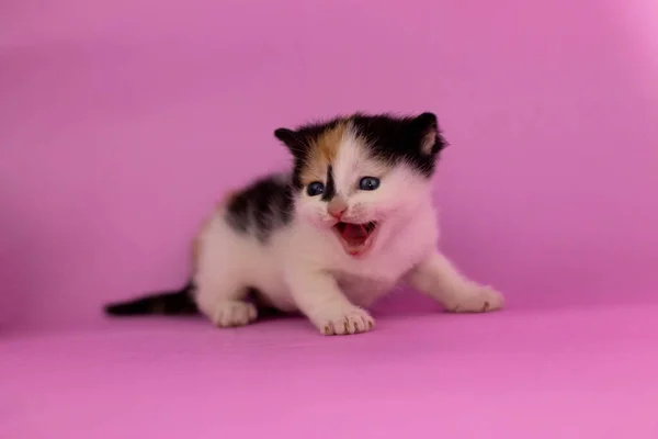 Un gato acostado en una cama —  Fotos de Stock