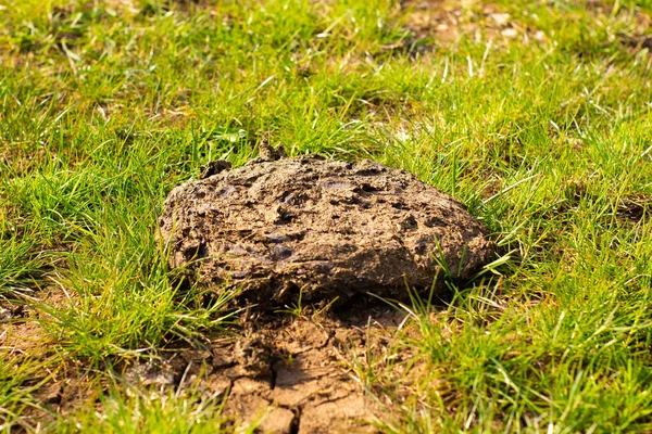 Gübre gübresi, inek keki, kaka.