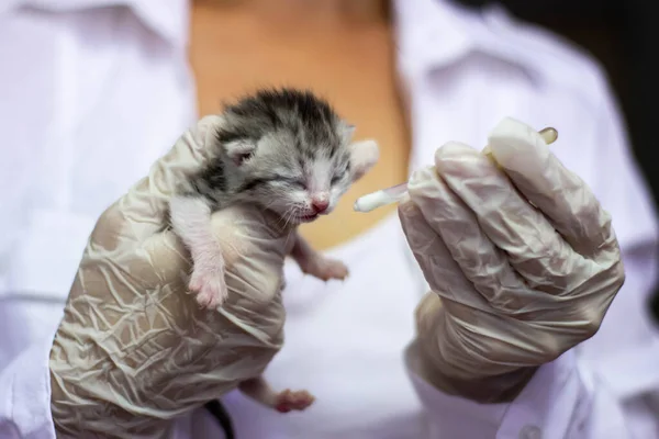 Um gatinho recém-nascido nas mãos de um veterinário, o médico alimenta o gatinho de uma pipeta — Fotografia de Stock