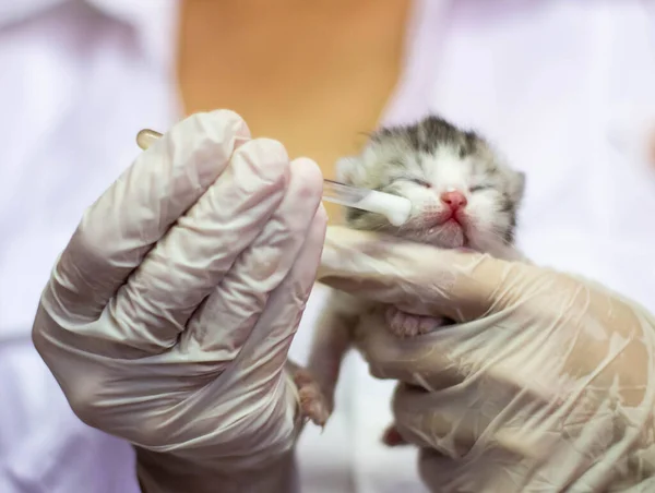 Um gatinho recém-nascido nas mãos de um veterinário, o médico alimenta o gatinho de uma pipeta — Fotografia de Stock