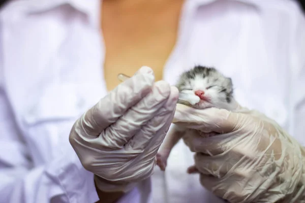 Um gatinho recém-nascido nas mãos de um veterinário, o médico alimenta o gatinho de uma pipeta — Fotografia de Stock