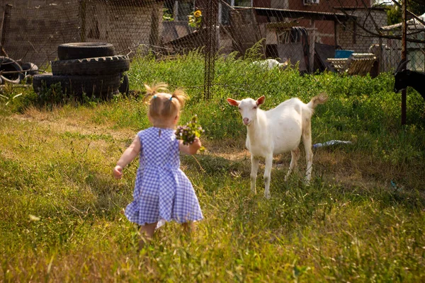 Mavi elbiseli küçük bir kız, at kuyruklu, beyaz bir keçi otunu besliyor, arabaların arkasında.