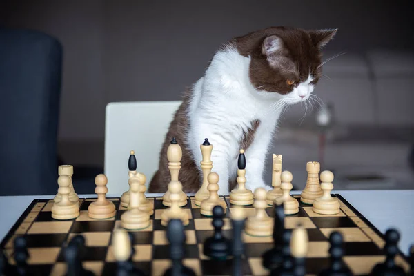 Серьезная Кошка Играет Мной Шахматы Доме Время Карантина Коронного Вирусного — стоковое фото