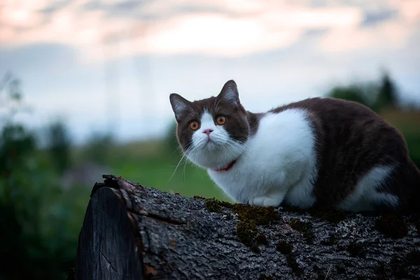 British Shorthair Cat goes on a night hunt