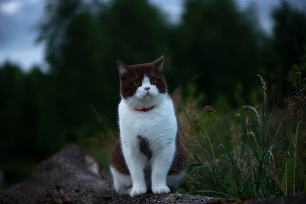 British Shorthair Cat goes on a night hunt