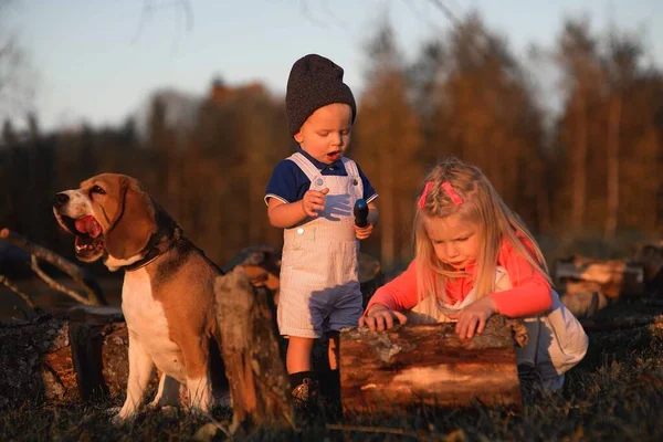Dwoje Dzieci Pies Bawią Się Świeżym Powietrzu Słoneczny Jesienny Dzień — Zdjęcie stockowe