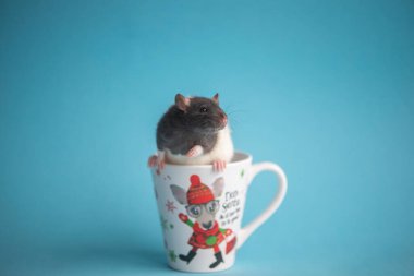 Beyaz kahve fincanındaki sevimli yerli fare mavi arka planda izole edilmiş. Yeni yıl kavramı 2020..