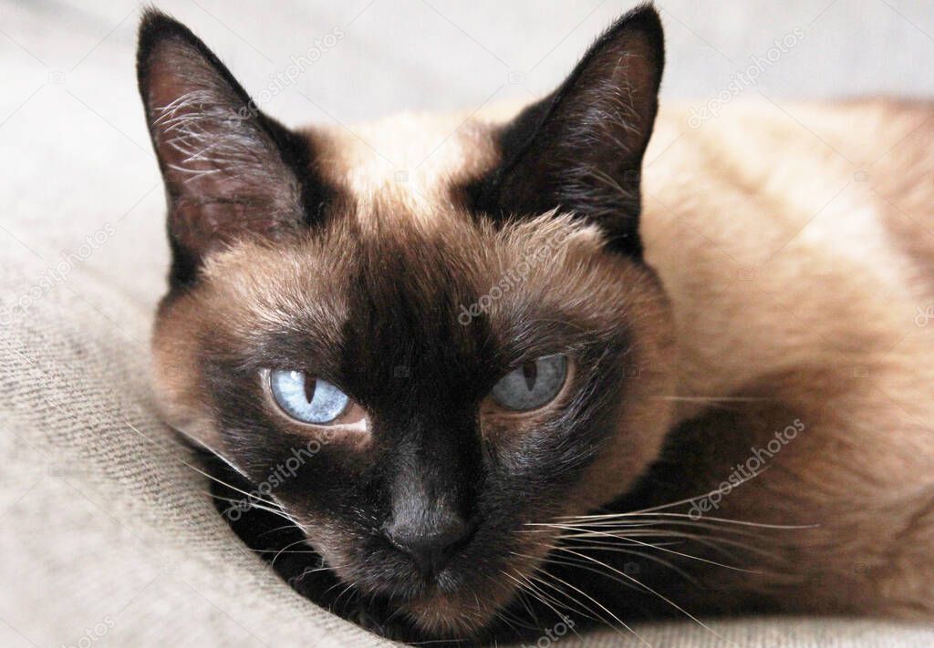 Beautiful cat with blue eyes. Being a cat is the art of grace, calmness and narcissism.