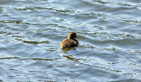 Lonely Little Duckling Floats Waves — Stock Photo, Image
