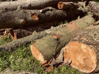 Ağaç kirişi çimlerin üzerinde. Ağaç gövdesi