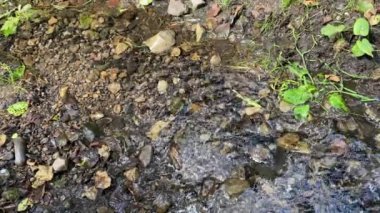 Yeşil çimlerin ve taşların yanındaki küçük dağ deresi