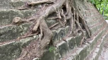 Büyük gövdesi ve kökleriyle taşlardan büyüyen ağaç.