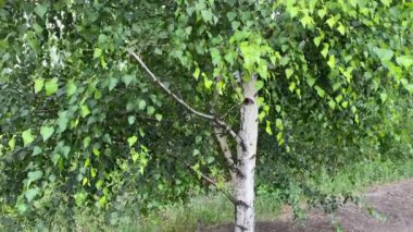 Güzel huş ağacı gövdesi yazın. Ağaçta yeşil yapraklar var. Doğada