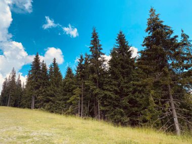 Yazın dağ manzarası. Dağlara giden yol. Ağaçlar ve mavi gökyüzü ile dağlarda sonbahar manzarası. Dağlardaki çam ormanı