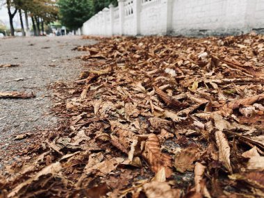 Yere düşen yapraklar.