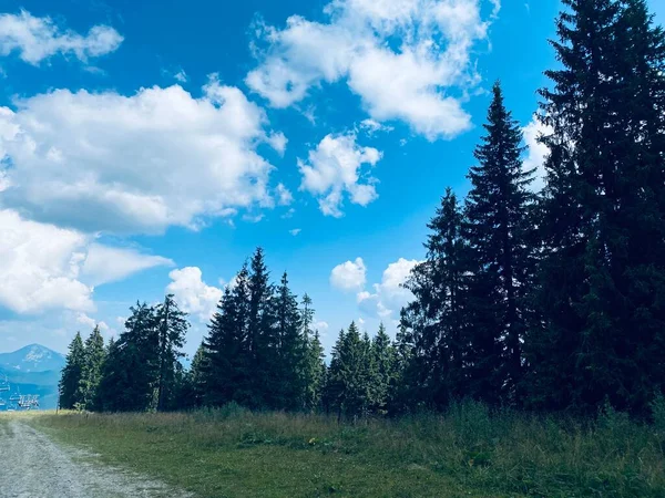 Yazın dağ manzarası. Dağlara giden yol. Ağaçlar ve mavi gökyüzü ile dağlarda sonbahar manzarası. Dağlardaki çam ormanı