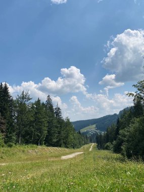 Yazın ormanda, dağlarda yol. Ağaçlı ve gökyüzü manzaralı. Sabah Çam Ormanı