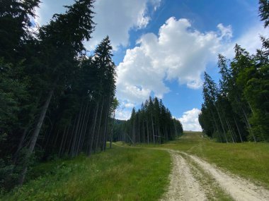 Yazın ormanda, dağlarda yol. Ağaçlı ve gökyüzü manzaralı. Sabah Çam Ormanı