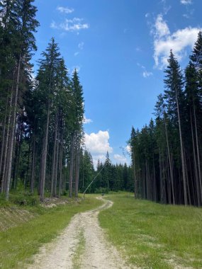 Yazın ormanda, dağlarda yol. Ağaçlı ve gökyüzü manzaralı. Sabah Çam Ormanı