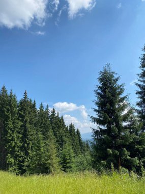 Yazın ormanda, dağlarda yol. Ağaçlı ve gökyüzü manzaralı. Sabah Çam Ormanı