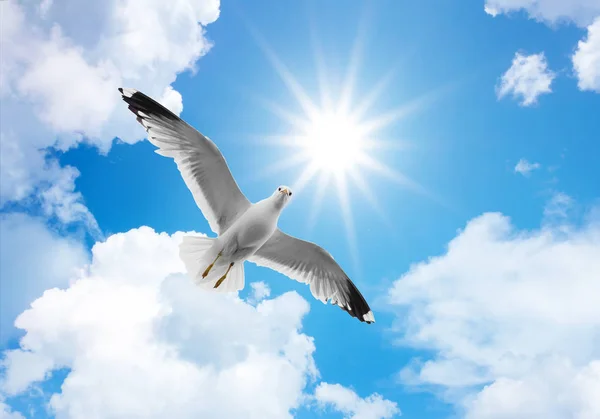 Pigeon wallpaper Stock Photos, Royalty Free Pigeon wallpaper Images | Depositphotos Pigeon wallpaper Stock Photos, Royalty Free Pigeon wallpaper Images | Depositphotos