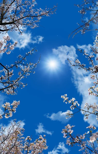 gökyüzü ve çiçek veya güvercin tavan