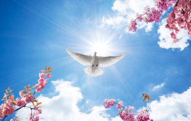 gökyüzü ve çiçek veya güvercin tavan