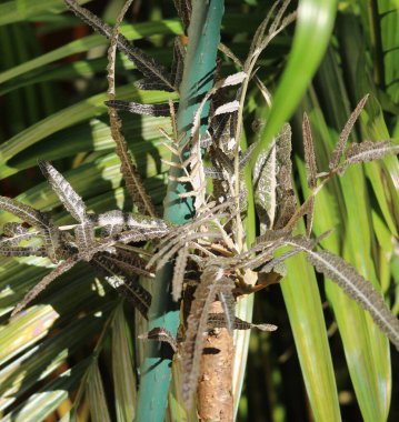 Bu nadir bulunan bir tütsü ağacının ayrıntısı.
