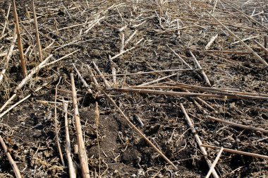 Sonbaharda hasattan sonra sürülen kara toprak tarlaları