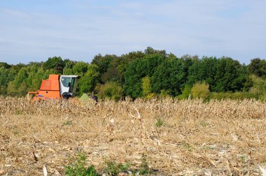 sonbahar alanında mısır ve ayçiçeği hasat