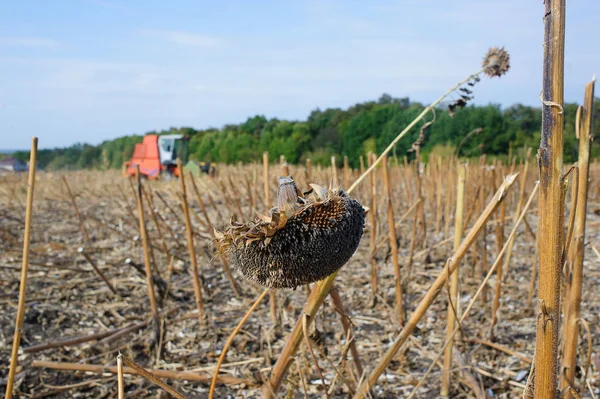hasat ayçiçeği arka planda sonbahar alanında birleştirmek