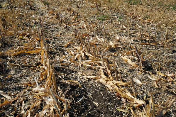 Sonbaharda hasattan sonra sürülen kara toprak tarlaları