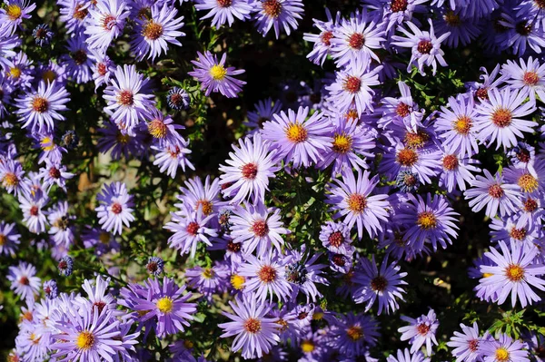 Aster Buske Små Lila Höst Blommor Stort Antal Blommande Bush — Stockfoto