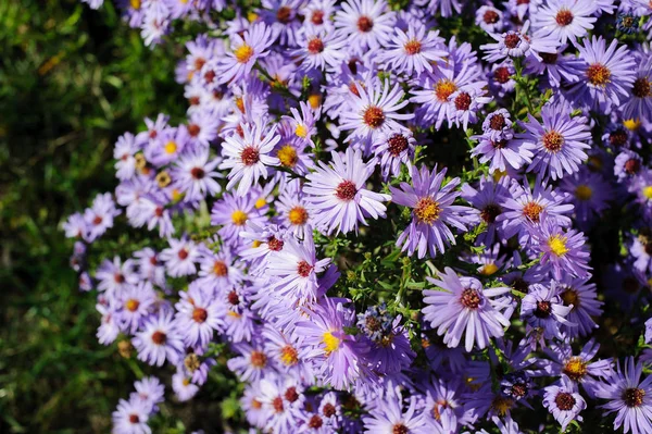 Aster Arbusto Pequeñas Flores Otoño Púrpura Grandes Números Floración Bush Imágenes de stock libres de derechos