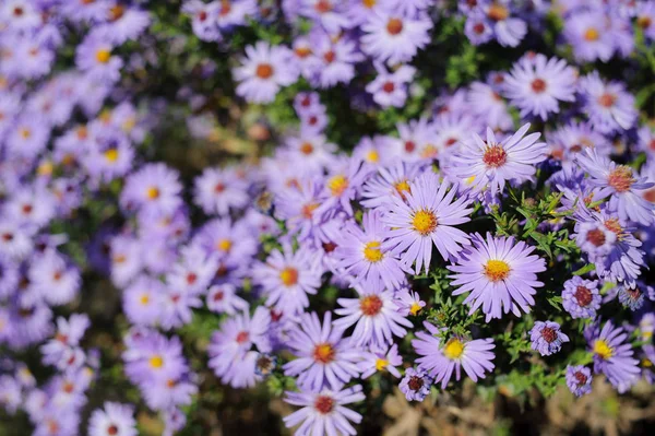 Άστερ Θάμνος Μικρά Μωβ Λουλούδια Του Φθινοπώρου Μεγάλους Αριθμούς Ανθίζοντας Royalty Free Εικόνες Αρχείου
