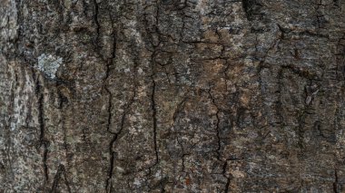 Yüksek Çözünürlüklü Ağaç Kabuğu Doku. Yaratıcı tasarımınızda kullanıma hazır.