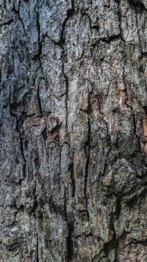 Yüksek Çözünürlüklü Ağaç Kabuğu Doku. Yaratıcı tasarımınızda kullanıma hazır.