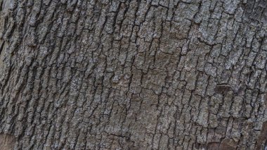 Yüksek Çözünürlüklü Ağaç Kabuğu Doku. Yaratıcı tasarımınızda kullanıma hazır.