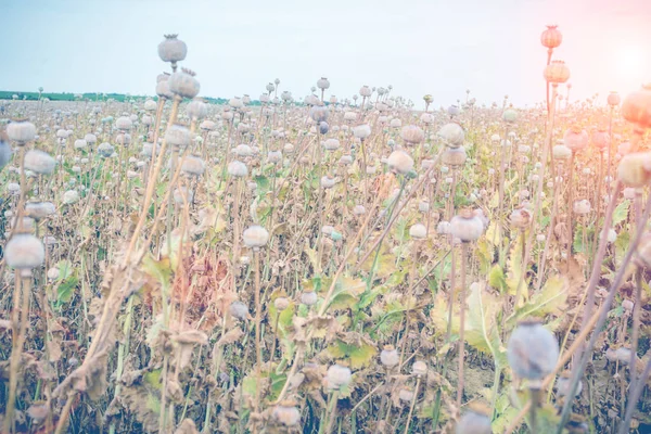 Primer Plano Muchas Cabezas Amapola Campo Amapola Listo Para Cosecha — Foto de Stock