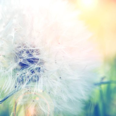 Karahindiba closeup görünümünü yeşil ve sarı zemin üzerine