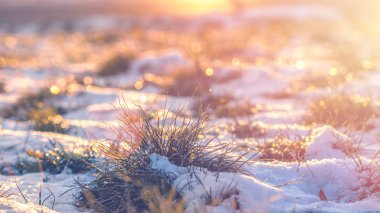 Kış manzarası, closeup ateş çok düşük açılı günbatımı sırasında karda serme çim