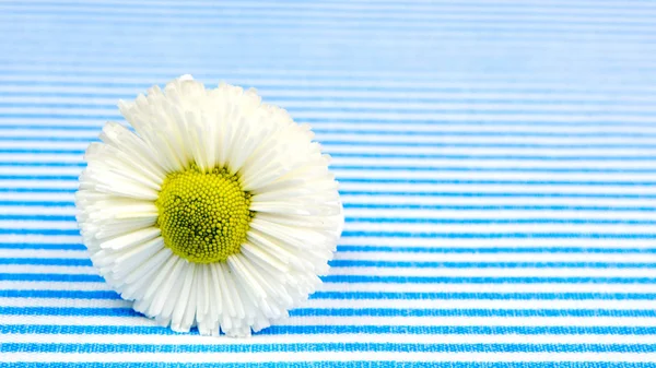 Gift Card Blue White Lines Background One White Flower Plenty — Stock Photo, Image