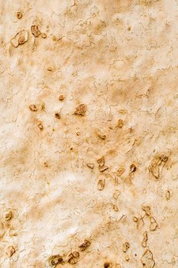 büyük Platan ağaç kabuğu closeup